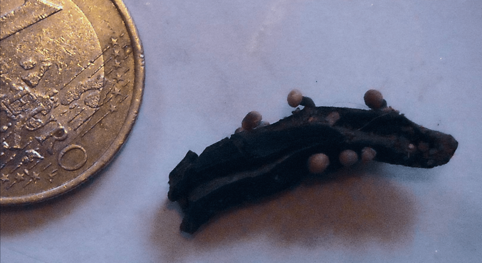 By Odile Jacquin - Own Work, Cc By-Sa 3.0, Https://Commons.wikimedia.org/W/Index.php?Curid=6579031 Frightening Fungi: Claviceps Purpurea