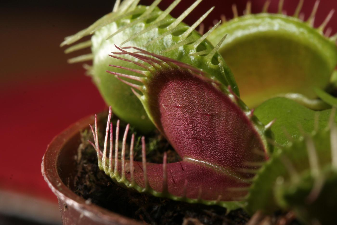 Dionaea Muscipula (Venus Fly Trap)