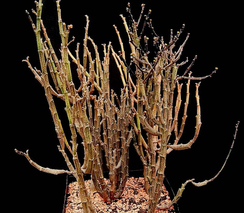 The Dead Plant Euphorbia Platyclada