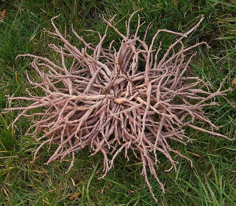The Dead Plant Euphorbia Platyclada