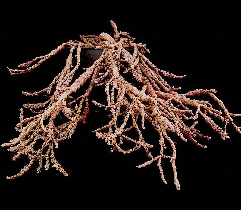 The Dead Plant