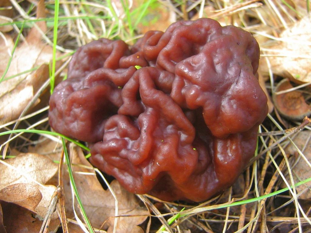 3 Freaky &Amp; Frightening Fungi Frightening Fungi: Gyromitra Esculenta