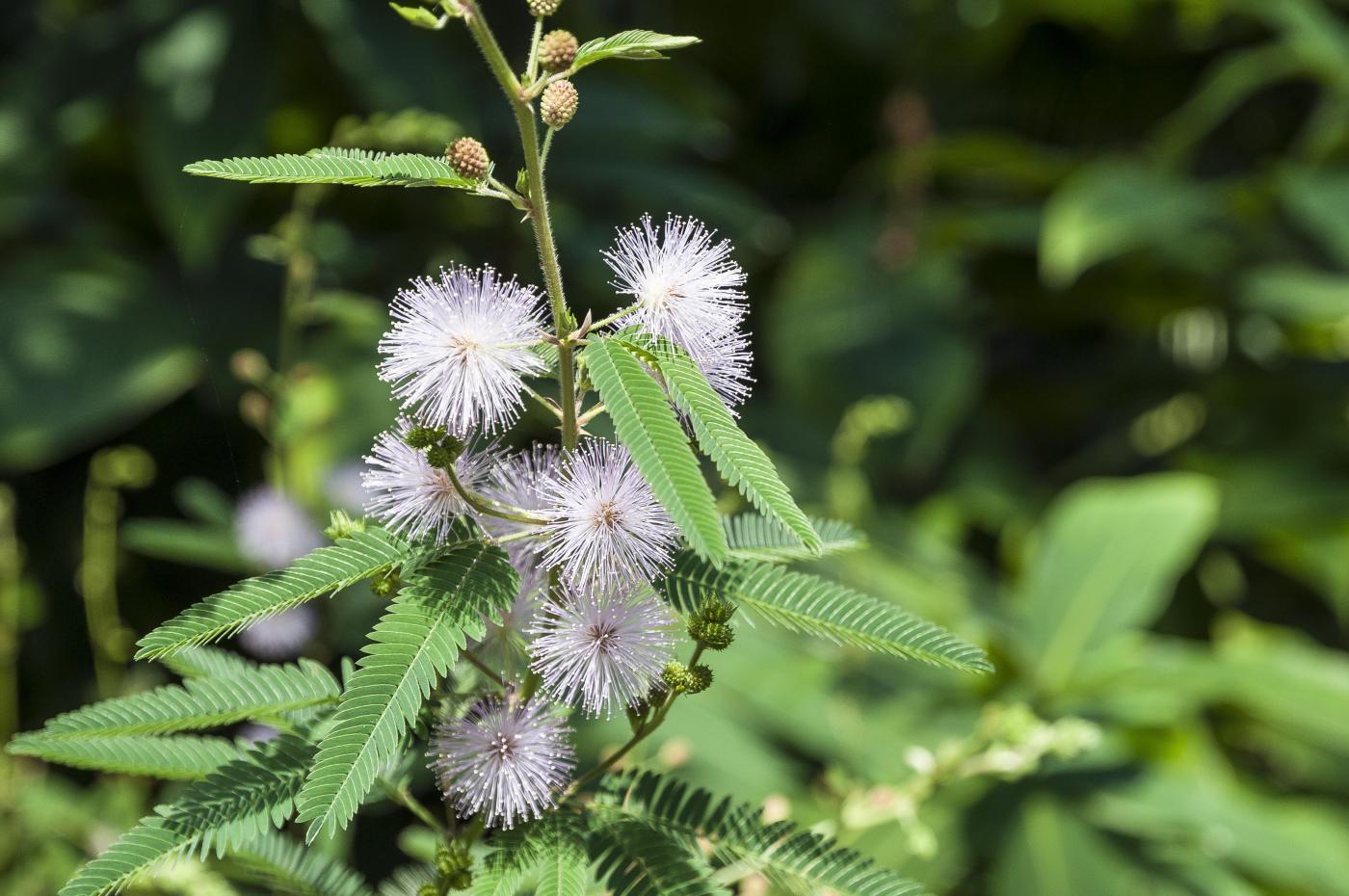 Mimosa Pudica (Sensitive Plant)