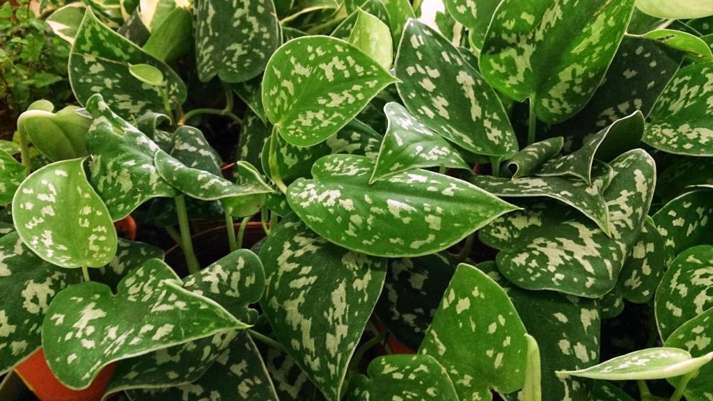 &Quot;Silver Vine&Quot; Pothos Plants