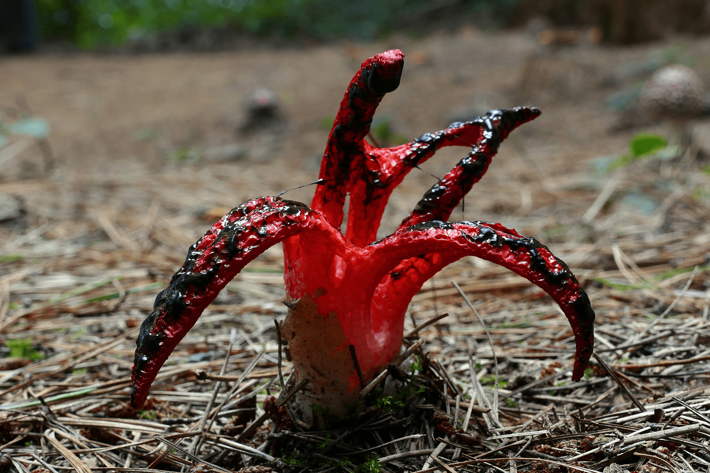 Original Public Domain Image From Flickr (Https://Www.flickr.com/Photos/Volvob12B/27075290618/) Frightening Fungi: Clathrus Archeri