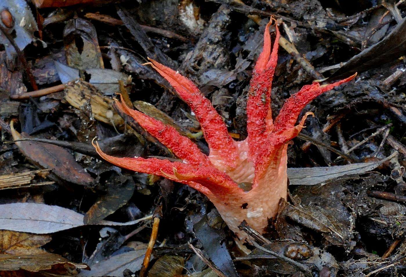 Original Public Domain Image From Flickr (Https://Www.flickr.com/Photos/Volvob12B/26315313820/) Frightening Fungi: Clathrus Archeri