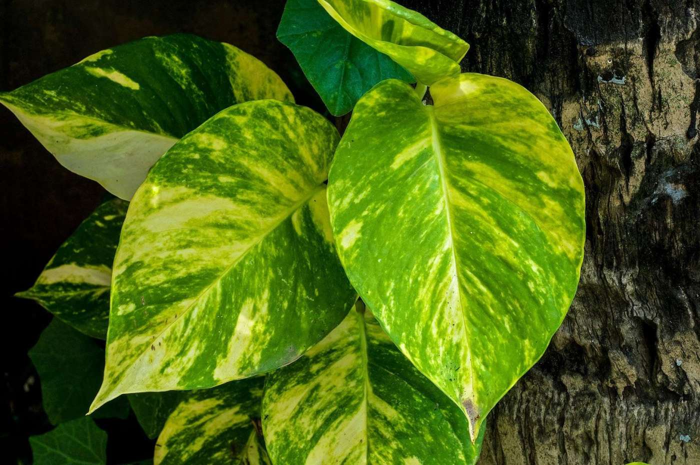 Devil's Ivy Devil's Ivy (Epipremnum Aureum)