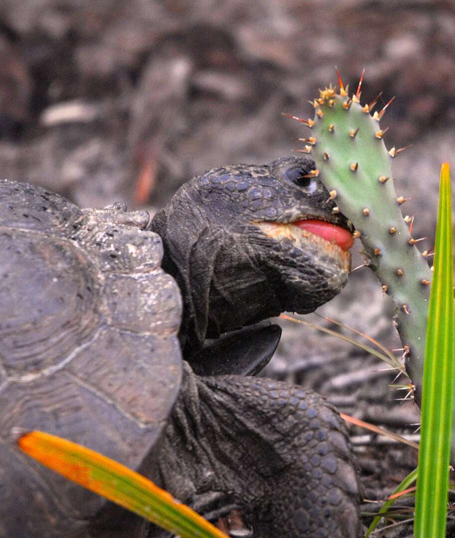 Glochids Glochids Are A Defense Mechanism For Cacti