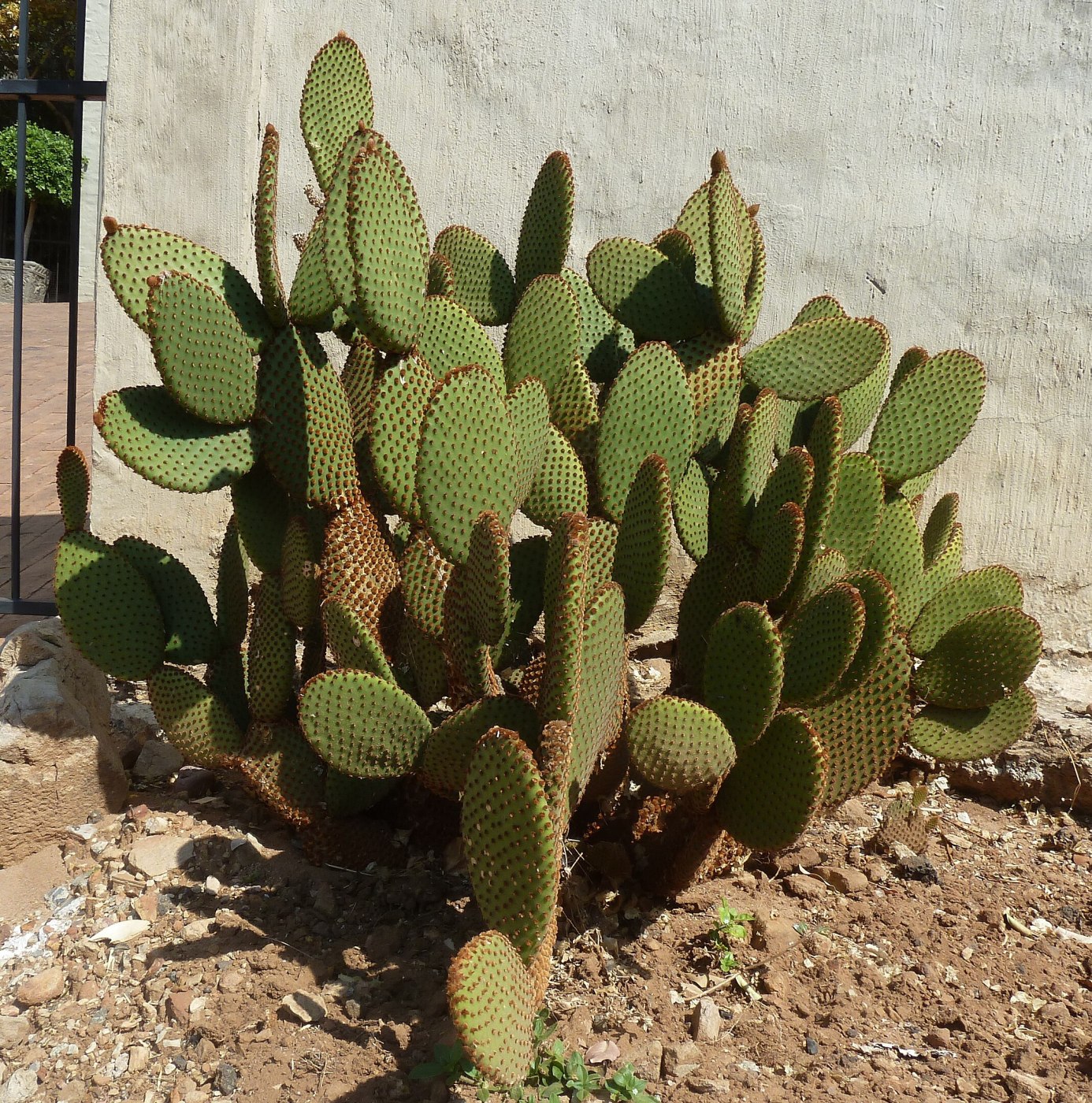 Blind Prickly Pear (Opuntia Rufida)