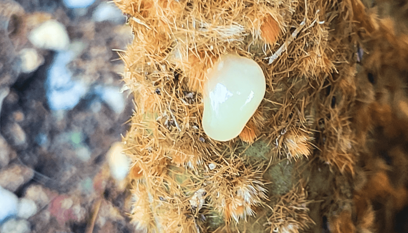 Cactus Resin On Cinnamon Prickly Pear