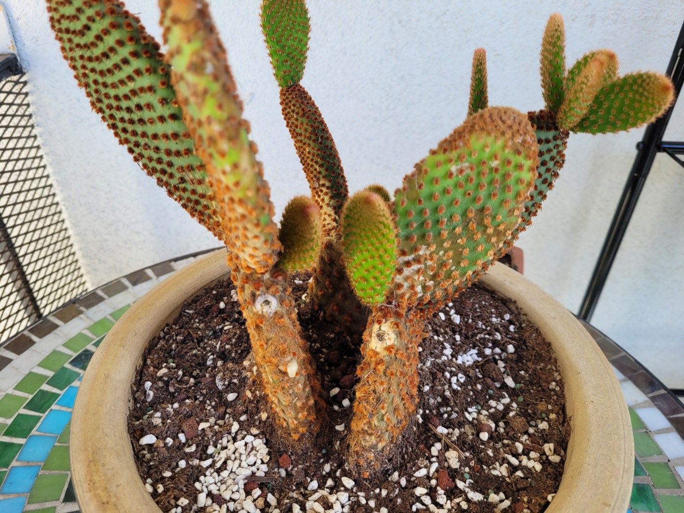 Blind Prickly Pear