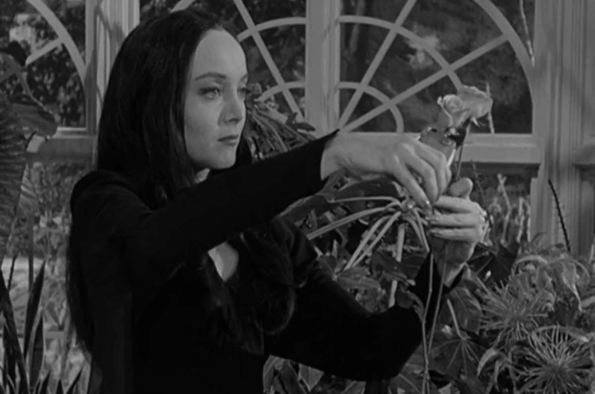 Deadheading: Life And Death In The Gothic Garden Carolyn Jones As Morticia Addams In The Addams Family