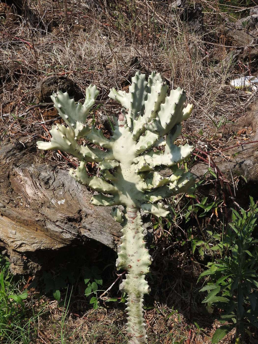 White Ghost Cactus: The Spectral Elegance Of Euphorbia Lactea Euphorbia Lactea White Ghost