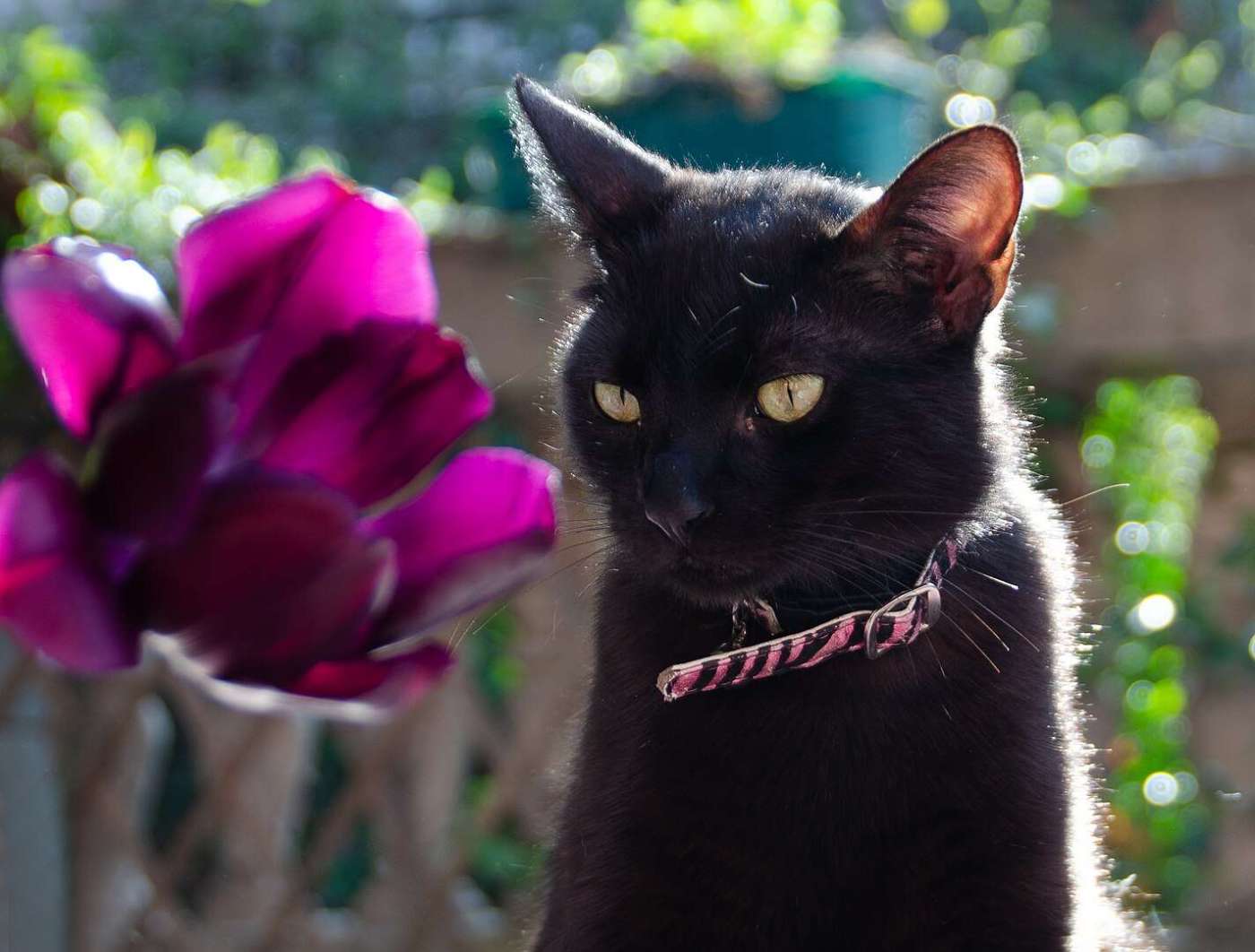 Squeaky And Black Tulip