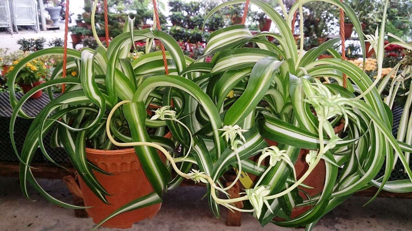 Snake Plants And Spider Plants: Gothic Greens On Halloween Spider Plants: Chlorophytum 'Bonnie'