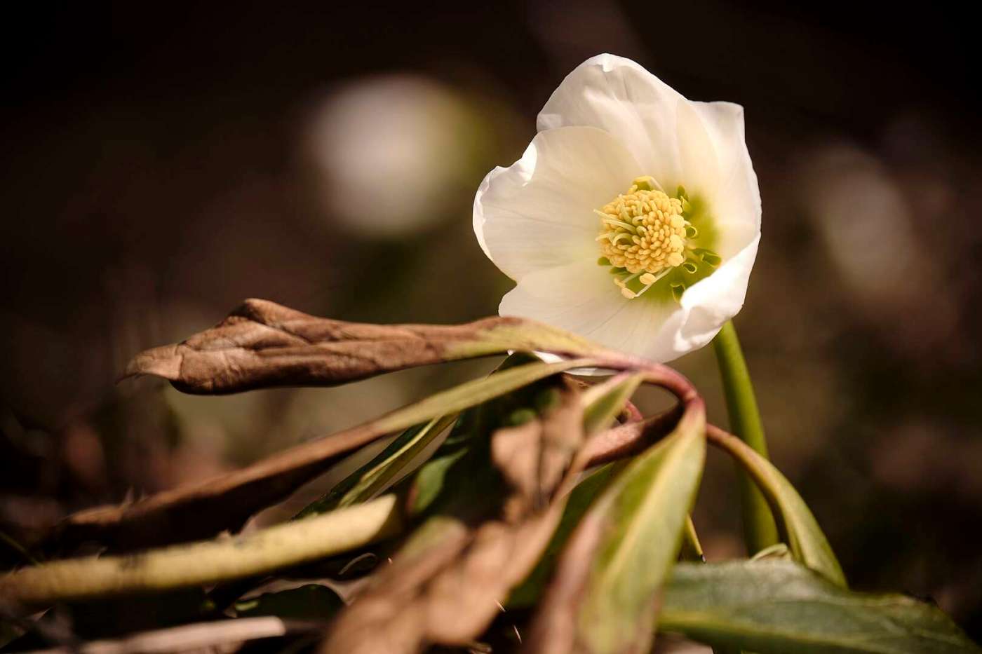 Helleborus Niger (Christmas Rose)