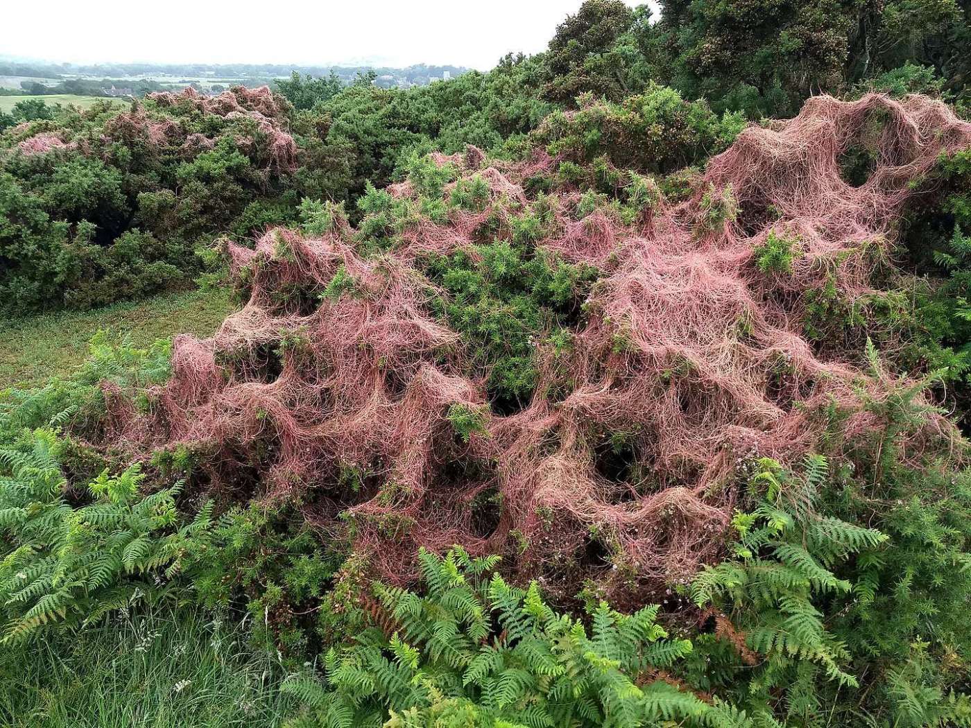 Dodder On Gorse
