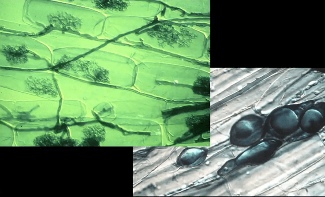 Endomycorhyze Arbuscules