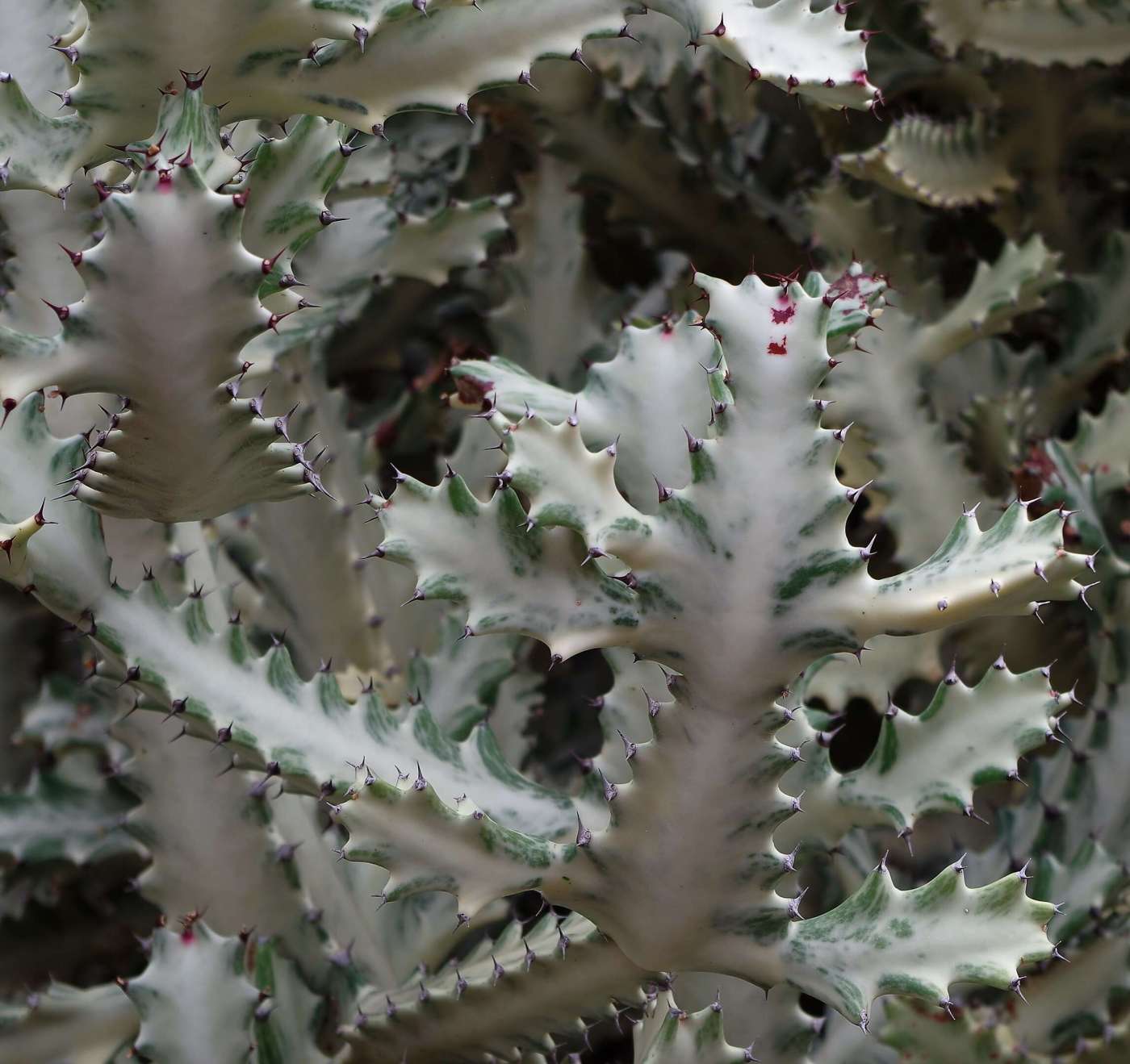 White Ghost Cactus: The Spectral Elegance Of Euphorbia Lactea Euphorbia Lactea White Ghost