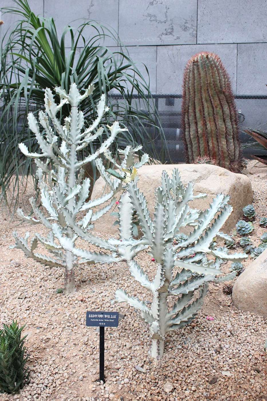 White Ghost Cactus: The Spectral Elegance Of Euphorbia Lactea Euphorbia Lactea White Ghost Cactus