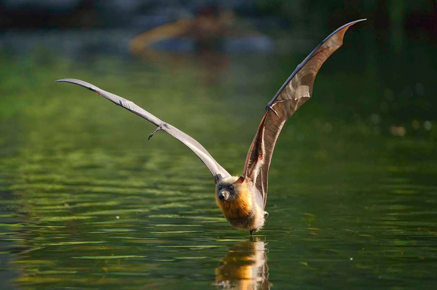 The Gothic Allure Of The Black Bat Flower Grey-Headed Flying Fox Bat