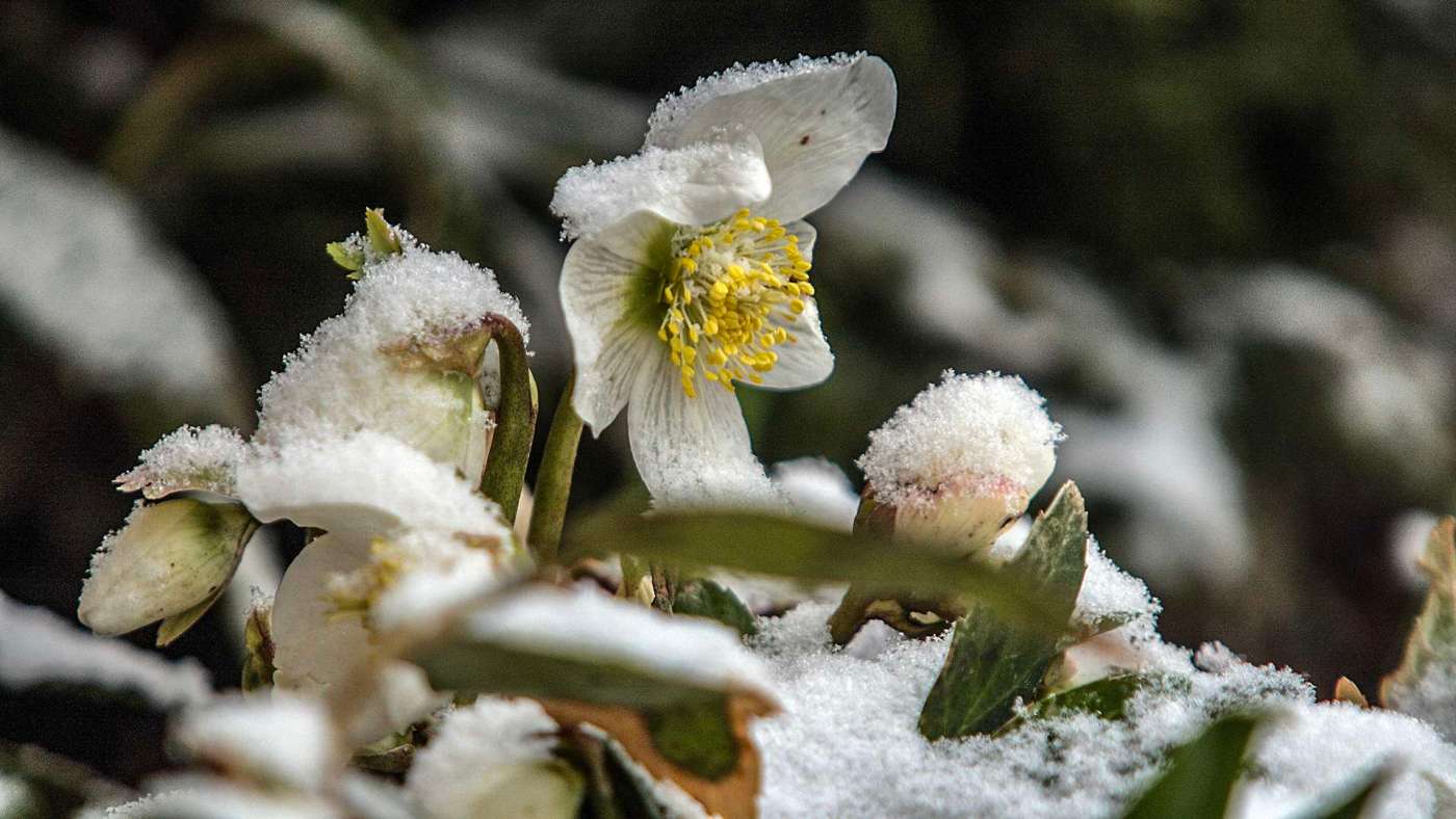 Helleborus Niger