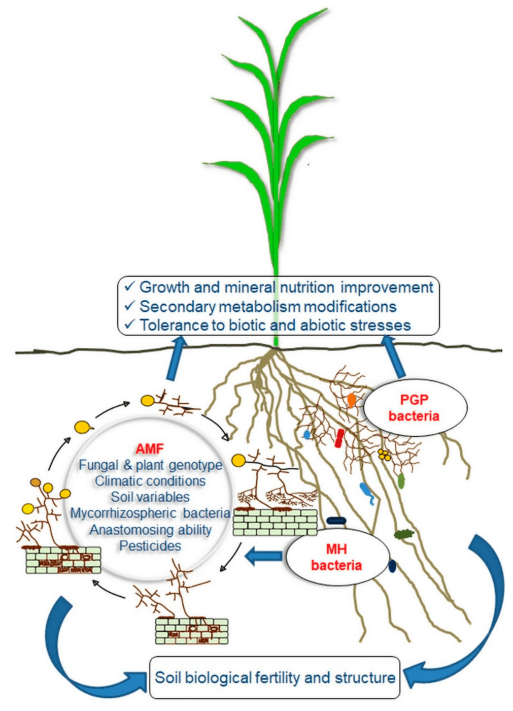 Impacts Of Arbuscular Mycorrhizal Fungi (Amf) And Beneficial Bacteria On Plant Performance And Soil Fertility