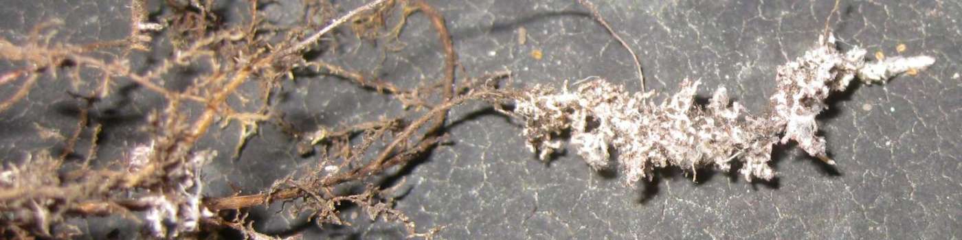 Beneficial Fungi Will Transform Your Gothic Garden Mycorrhizal Fungi