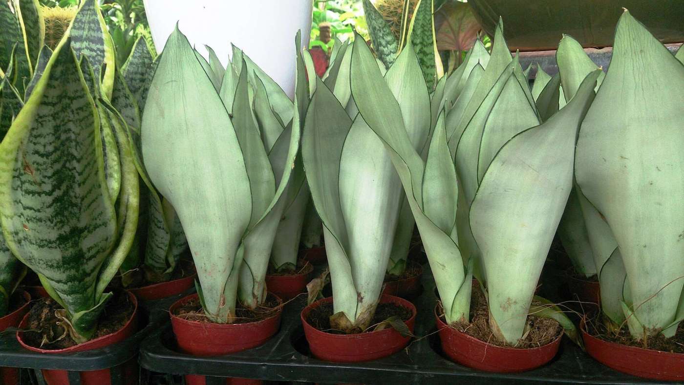Snake Plants And Spider Plants: Gothic Greens On Halloween Snake Plants: Sansevieria Trifasciata 'Moonshine'