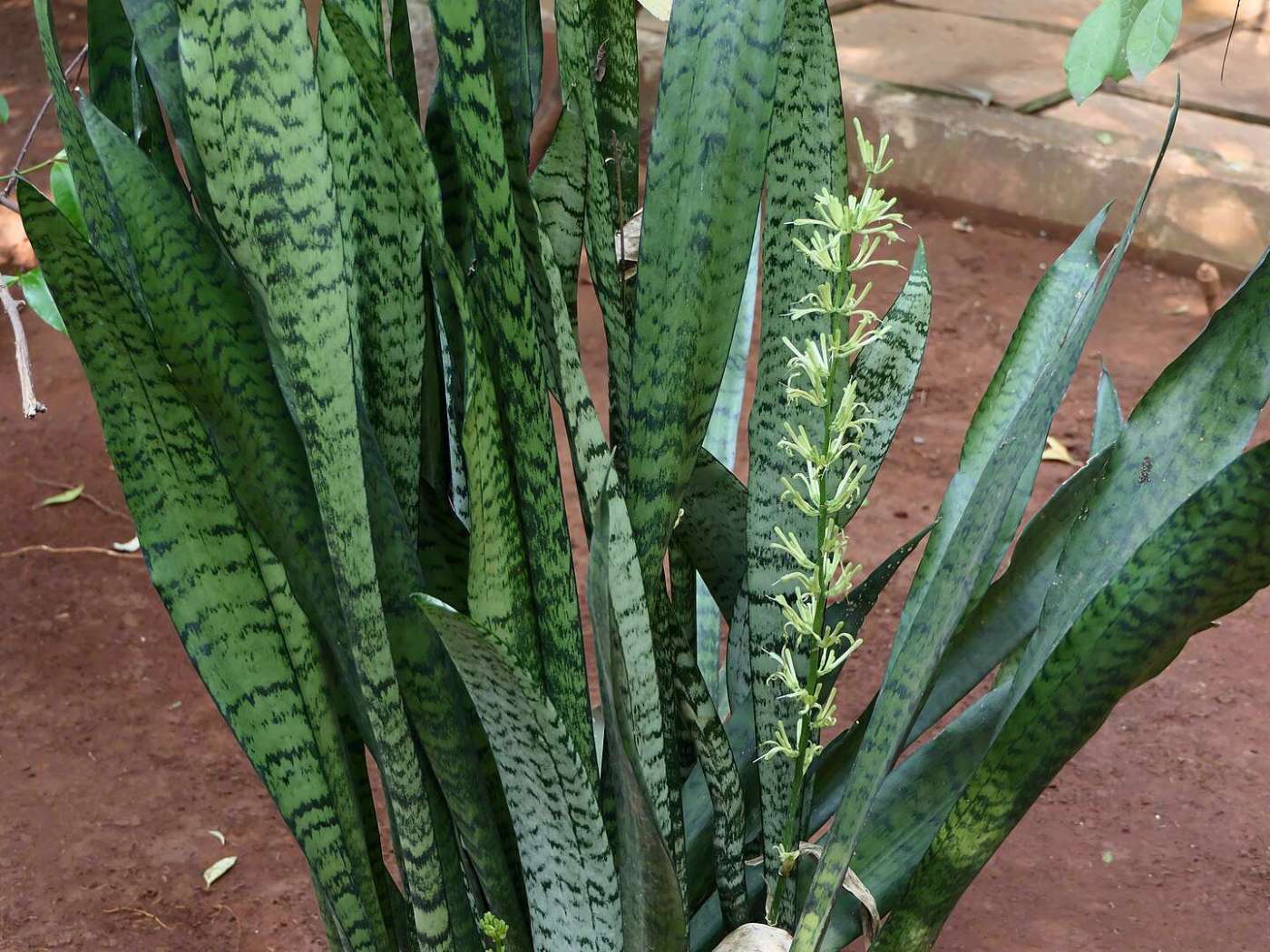 Snake Plants And Spider Plants: Gothic Greens On Halloween Silver Queen Snake Plant