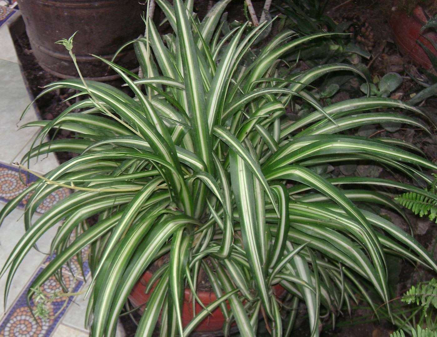 Snake Plants And Spider Plants: Gothic Greens On Halloween Spider Plant: Chlorophytum Comosum 'Vittatum'