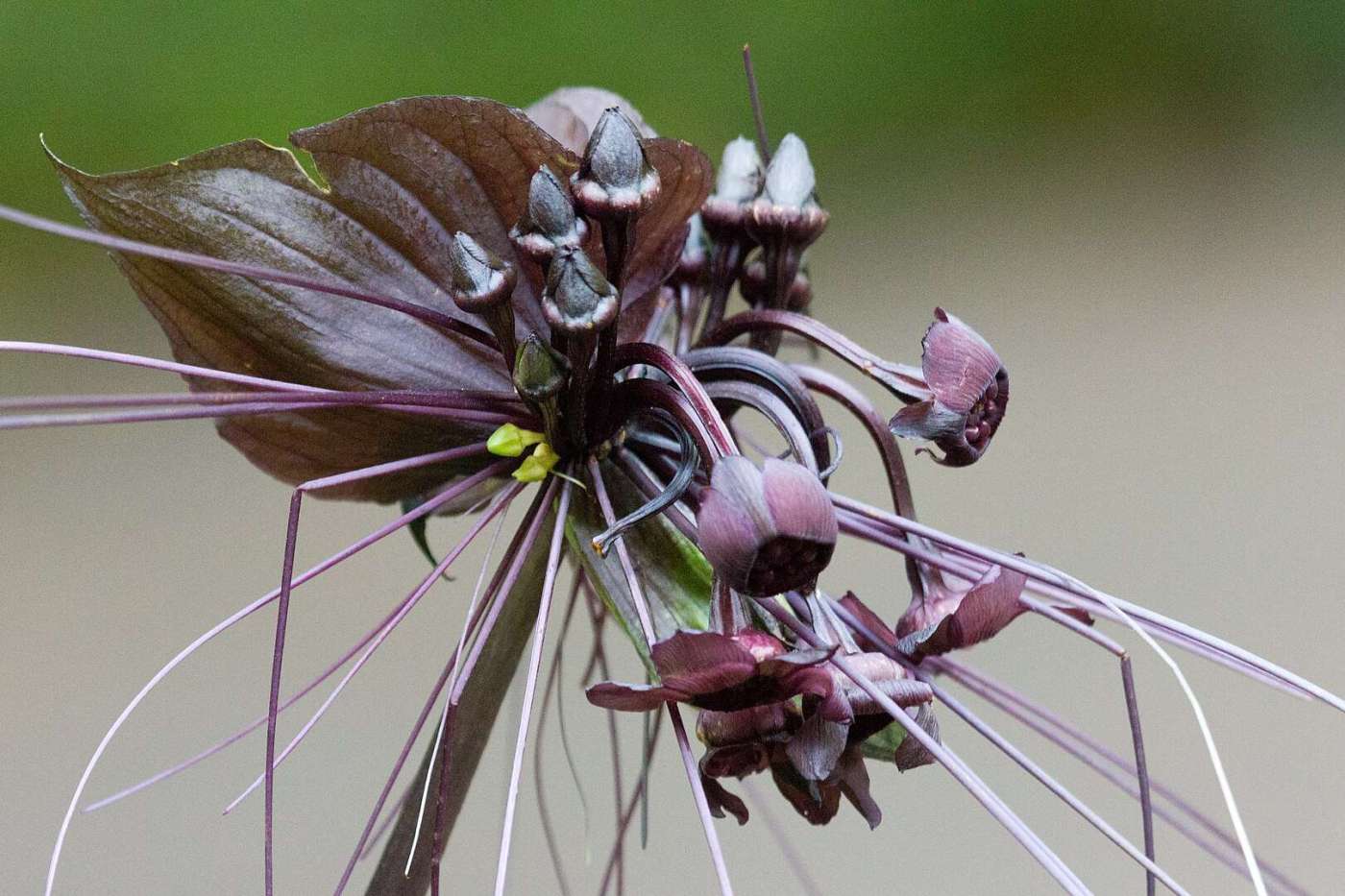 The Gothic Allure Of The Black Bat Flower Black Bat Flower (Tacca Chantrieri)