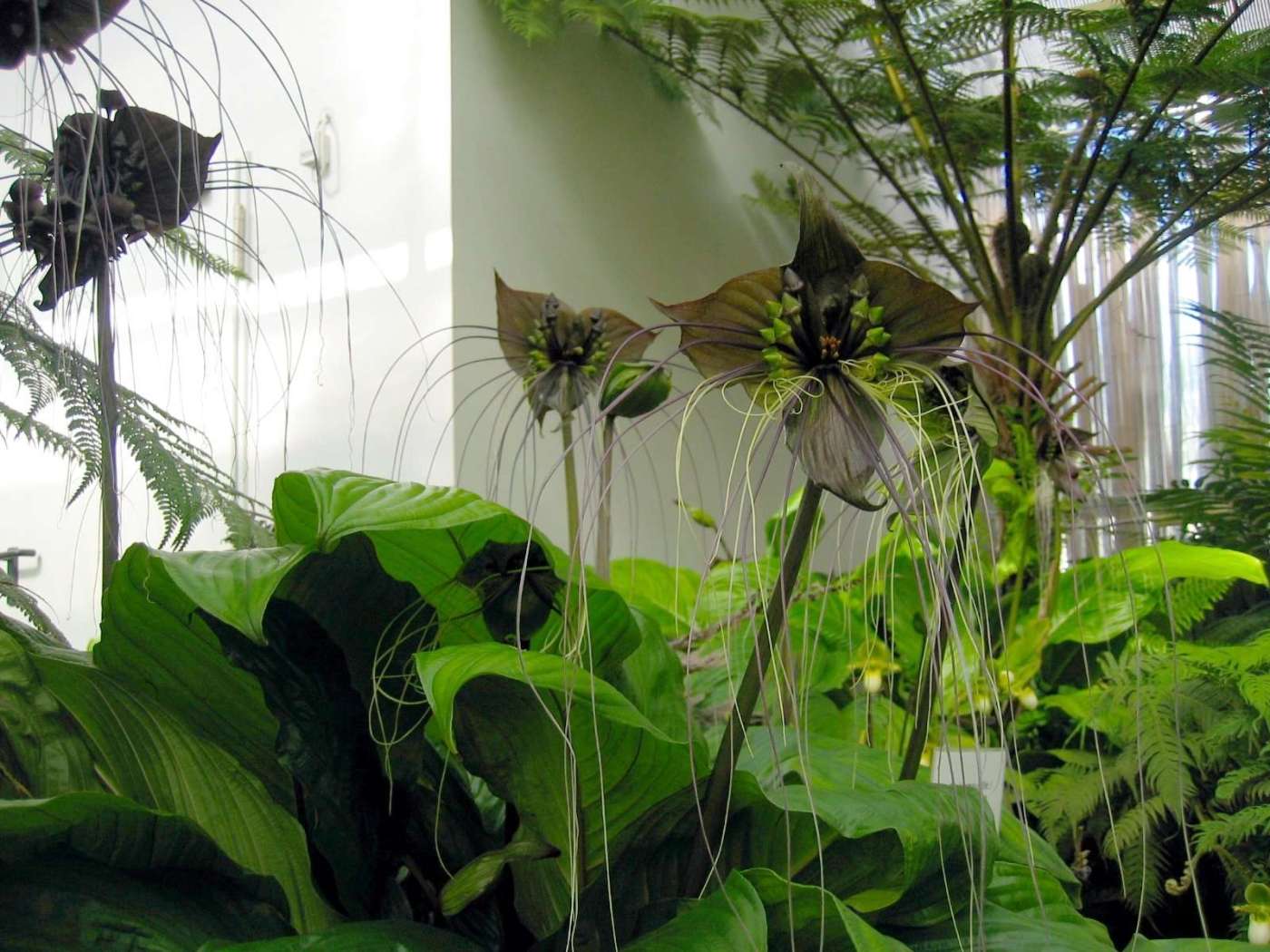 The Gothic Allure Of The Black Bat Flower Tacca Chantrieri