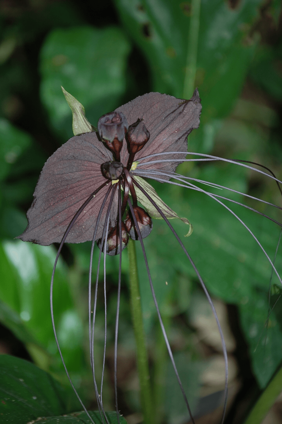 Tacca Chantrieri Bracts And Bractioles