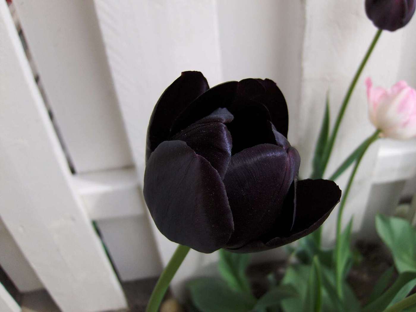 Black Tulip (Tulipa)