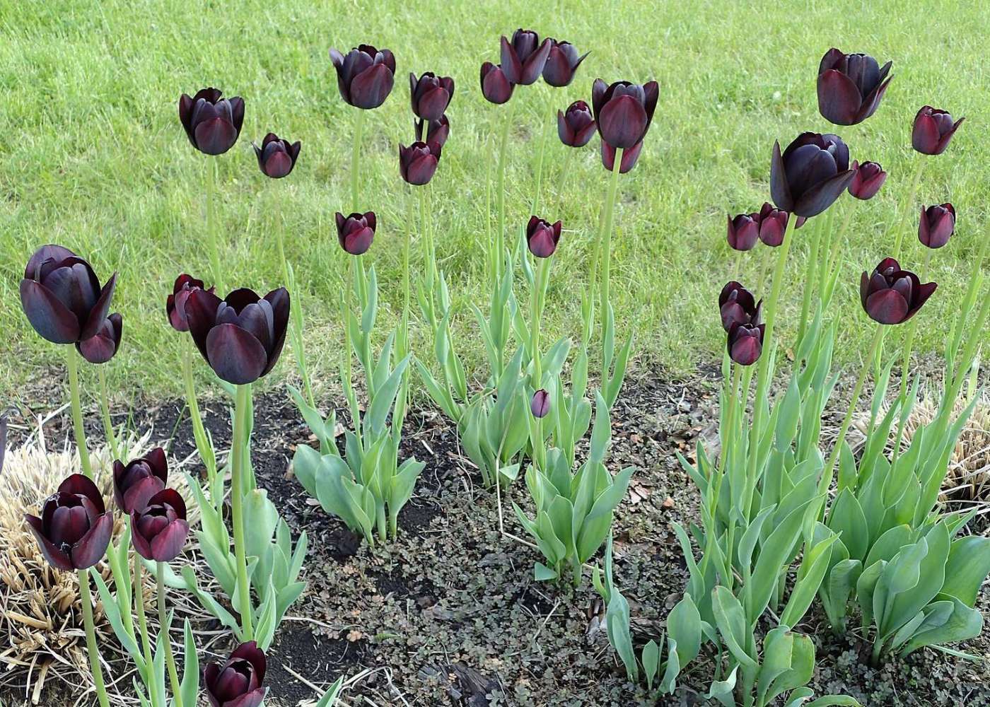 Tulipa Queen Of Night (Black Tulips)