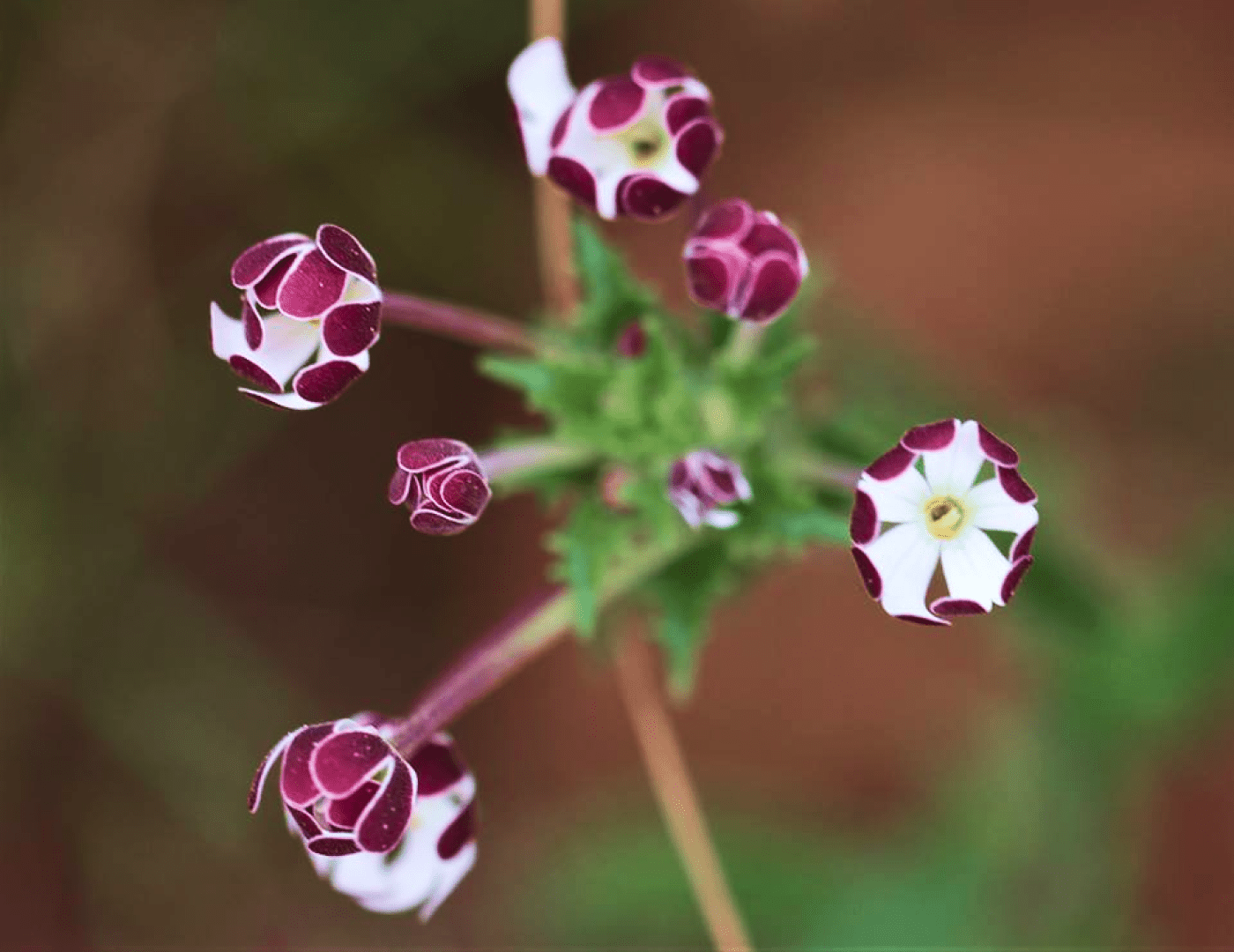 Night Phlox Night Phlox