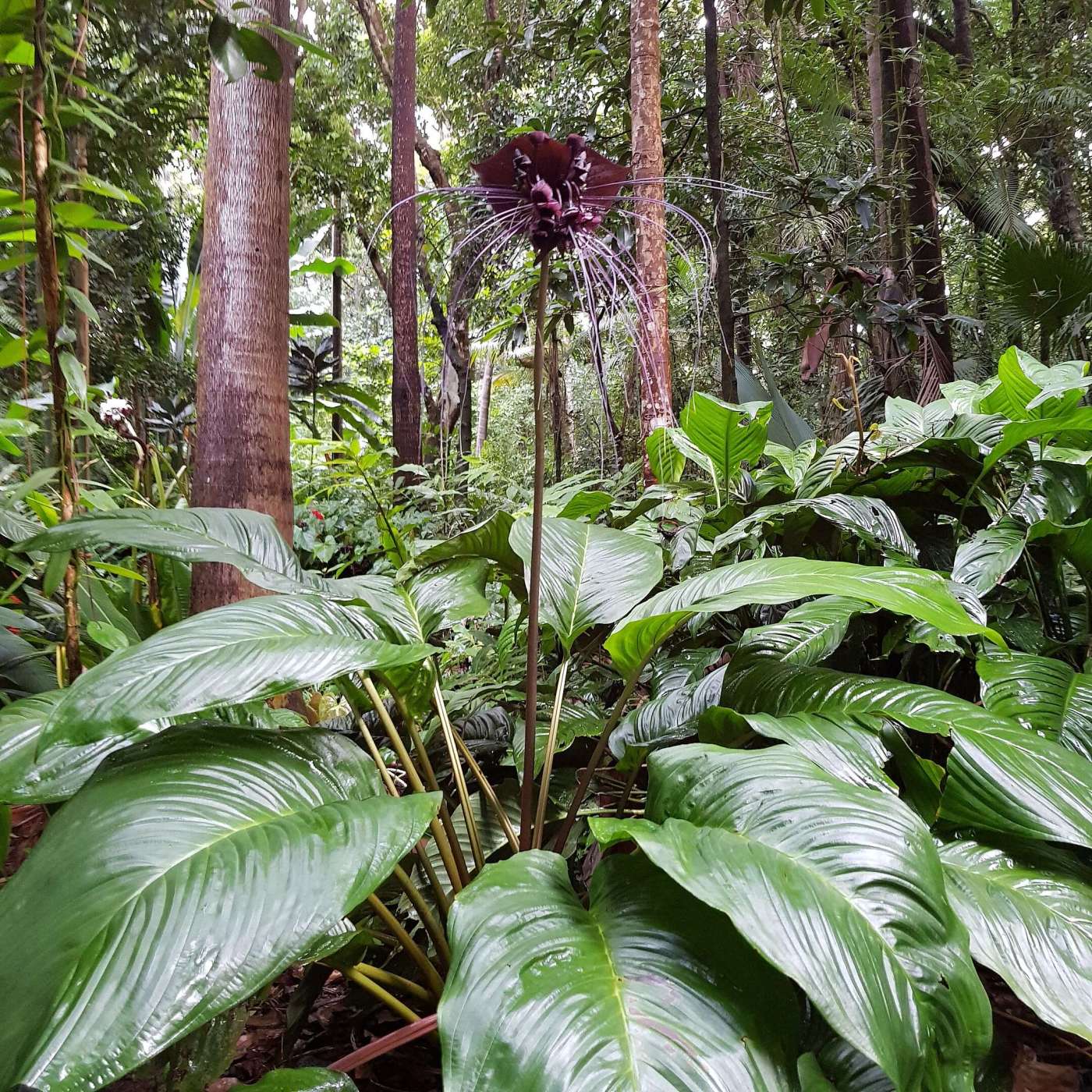 The Gothic Allure Of The Black Bat Flower Black Bat Flower
