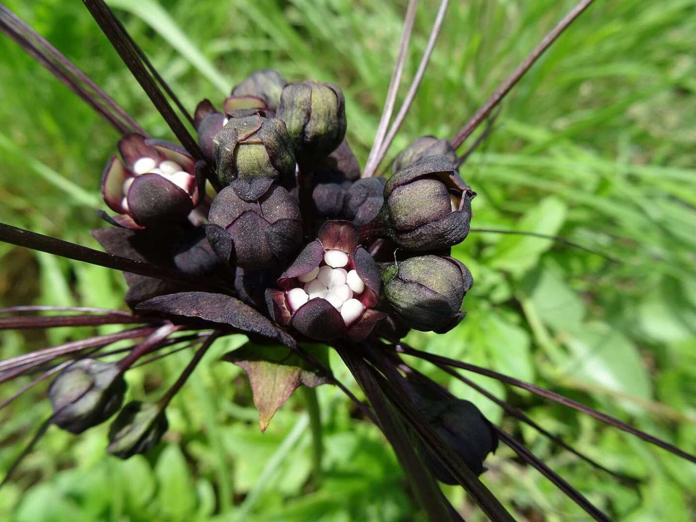 The Gothic Allure Of The Black Bat Flower Black Bat Flower (Tacca Chantrieri)