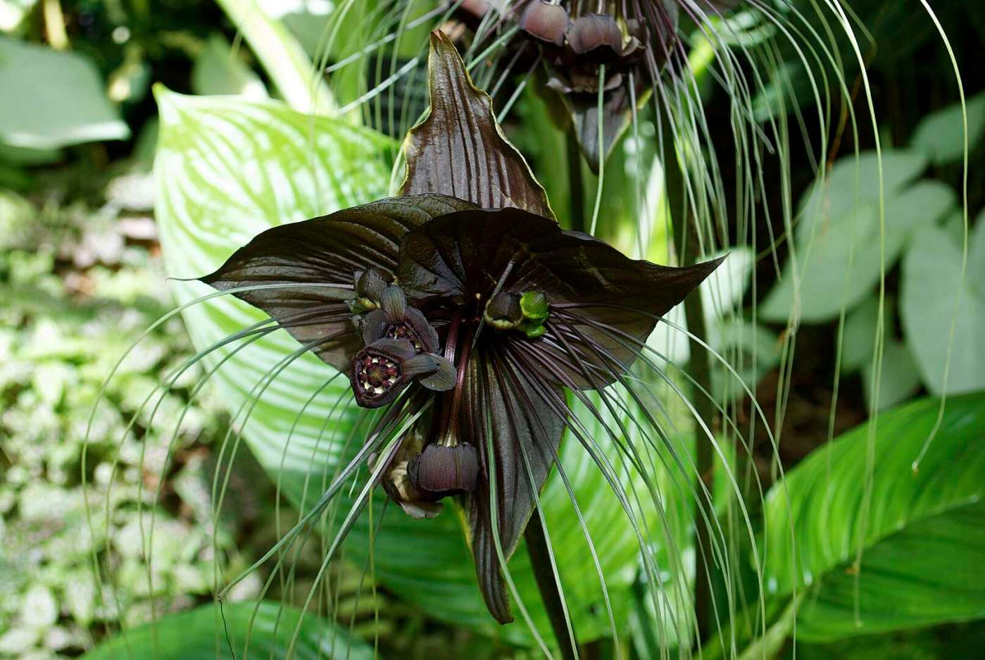 The Gothic Allure Of The Black Bat Flower Black Bat Flower (Tacca Chantrieri)