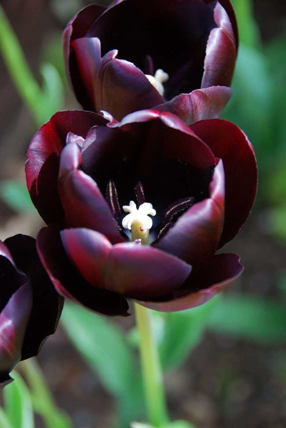 Black Tulip
