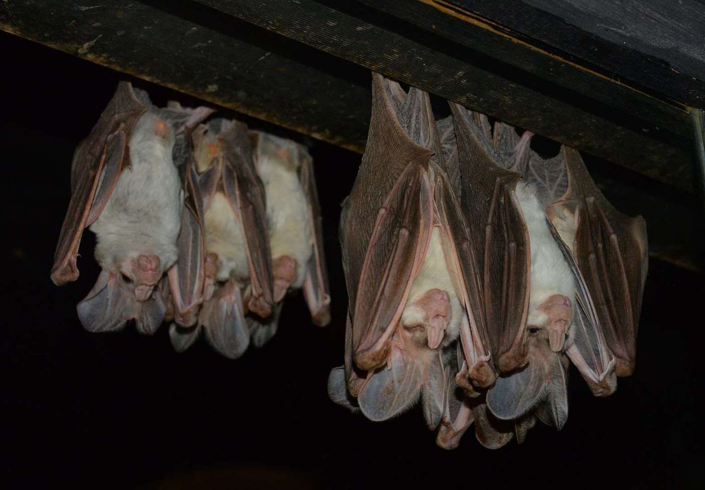 The Gothic Allure Of The Black Bat Flower Ghost Bats