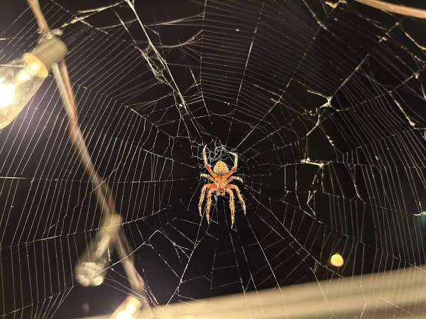 Snake Plants And Spider Plants: Gothic Greens On Halloween Spider Weaving Web