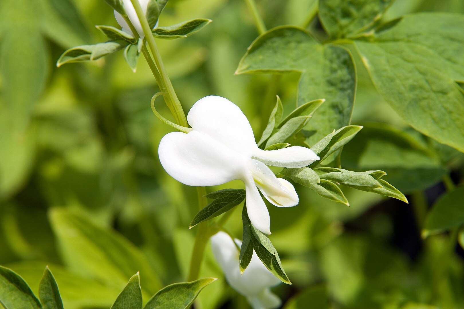 White Bleeding Heart White Bleeding Heart